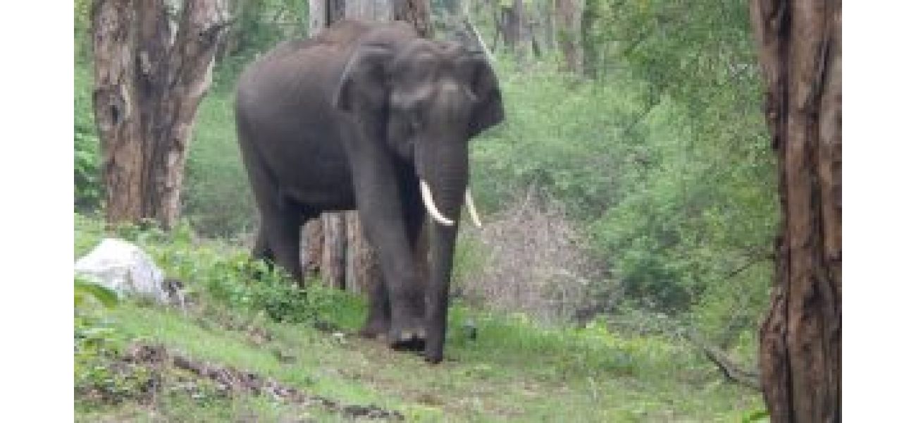 Elephants in Odisha's Chandragiri reserve forest to receive specialized care at new centre.