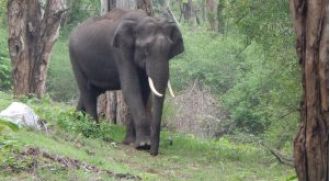 Elephants in Odisha's Chandragiri reserve forest to receive specialized care at new centre.