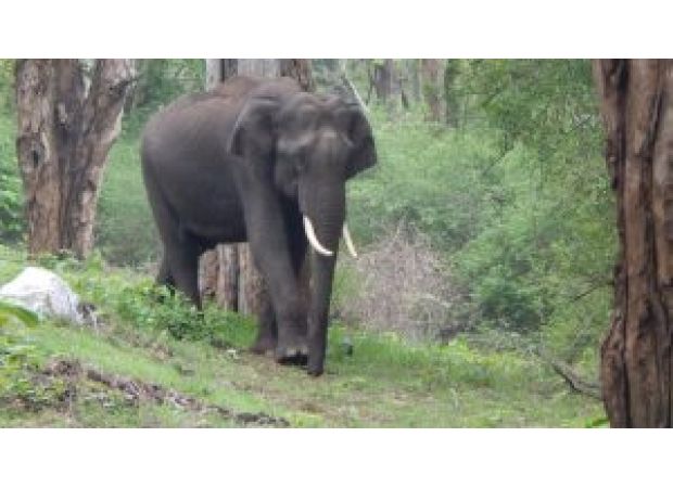 Elephants in Odisha's Chandragiri reserve forest to receive specialized care at new centre.