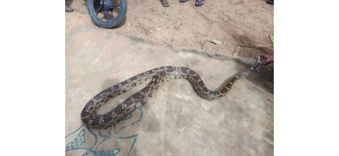 An 18.5-foot long Indian rock python was saved from a village in Odisha.