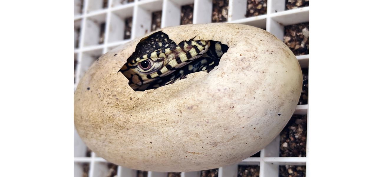 LA Zoo successfully breeds perentie lizards, one of world's biggest lizards, for the first time in history.