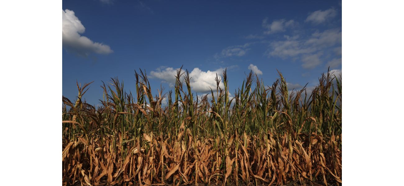 US prevails in trade dispute with Mexico regarding ban on genetically modified corn.