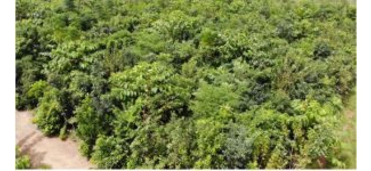Govt report states Odisha gained 559 sq km of forest and tree cover between 2021-2023.