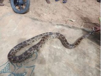 An 18.5-foot long Indian rock python was saved from a village in Odisha.