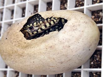 LA Zoo successfully breeds perentie lizards, one of world's biggest lizards, for the first time in history.
