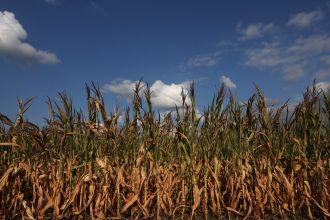 US prevails in trade dispute with Mexico regarding ban on genetically modified corn.
