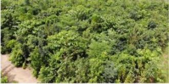 India's forest area grows by 1,445 sq km in two years, according to government report.