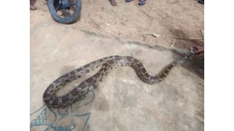 An 18.5-foot long Indian rock python was saved from a village in Odisha.