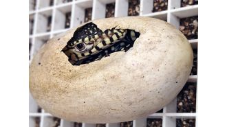 LA Zoo successfully breeds perentie lizards, one of world's biggest lizards, for the first time in history.