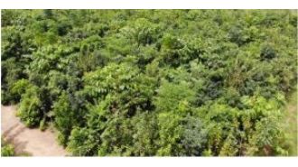 India's forest area grows by 1,445 sq km in two years, according to government report.