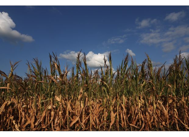US prevails in trade dispute with Mexico regarding ban on genetically modified corn.