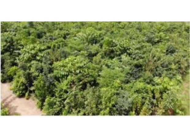 India's forest area grows by 1,445 sq km in two years, according to government report.