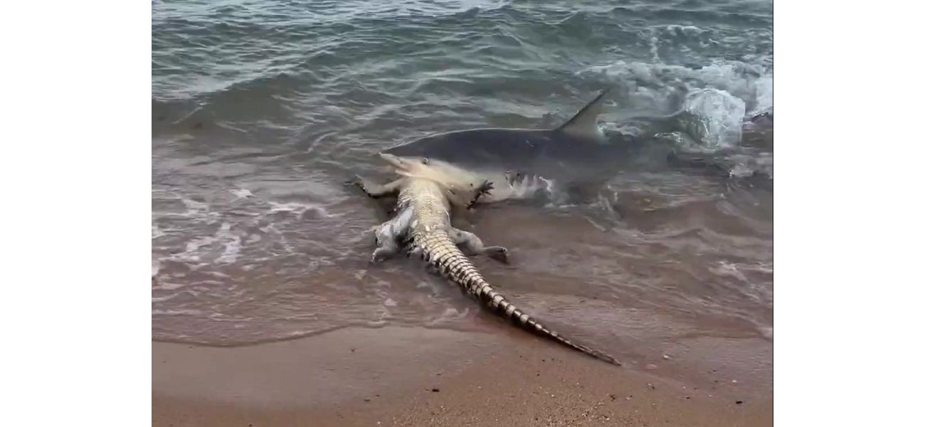 Shark attacks crocodile near beach, scaring people nearby.