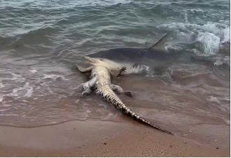 Shark attacks crocodile near beach, scaring people nearby.