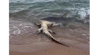 Shark attacks crocodile near beach, scaring people nearby.