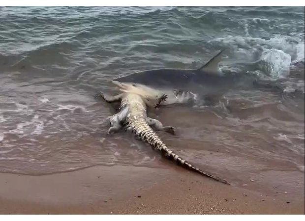 Shark attacks crocodile near beach, scaring people nearby.