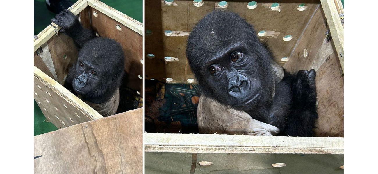 An illegally transported baby gorilla was discovered inside a crate at an airport.