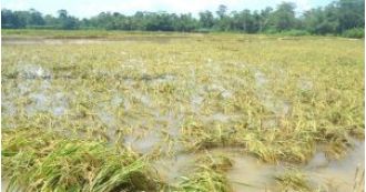 Odisha officials requested thorough evaluation of crop damage caused by unexpected rain.