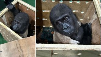 An illegally transported baby gorilla was discovered inside a crate at an airport.