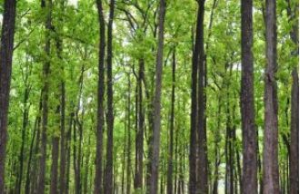 Odisha is second in India for largest rise in greenery within monitored forests.