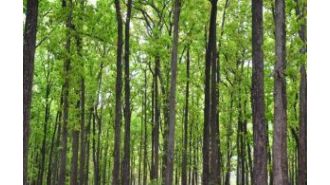 Odisha is second in India for largest rise in greenery within monitored forests.