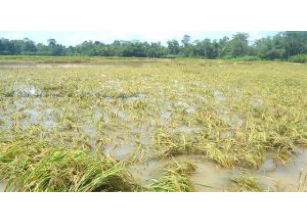 Odisha officials requested thorough evaluation of crop damage caused by unexpected rain.