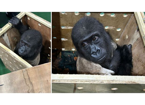 An illegally transported baby gorilla was discovered inside a crate at an airport.