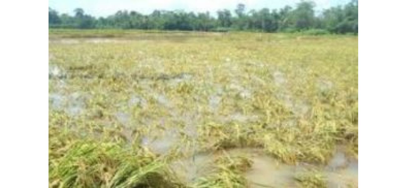 Farmers in Odisha will receive compensation for damaged crops in just five days, according to a government official.