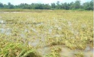 Farmers in Odisha will receive compensation for damaged crops in just five days, according to a government official.