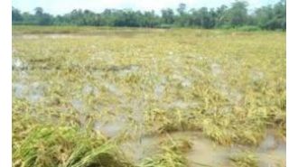 Farmers in Odisha will receive compensation for damaged crops in just five days, according to a government official.