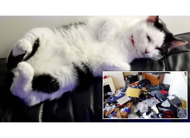 An unfortunate cat left alone for five weeks finds a new home just in time for Christmas.