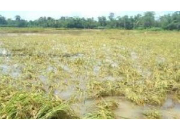 Farmers in Odisha will receive compensation for damaged crops in just five days, according to a government official.