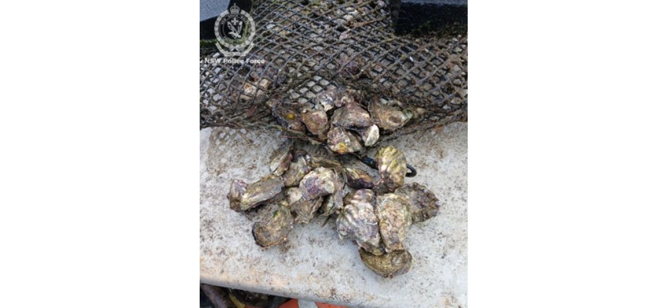 Suspected robbers steal $2,000 worth of oysters in seafood theft.