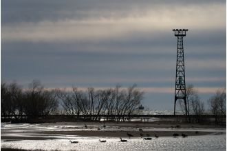 Avian flu suspected in deaths of multiple waterfowl in Illinois, according to officials.
