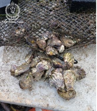 Suspected robbers steal $2,000 worth of oysters in seafood theft.