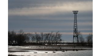 Avian flu suspected in deaths of multiple waterfowl in Illinois, according to officials.