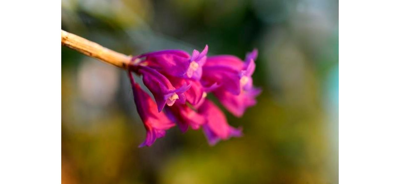 Pause and enjoy the scent of orchids: Denver Botanic Gardens to showcase hundreds of blooming flowers this January.