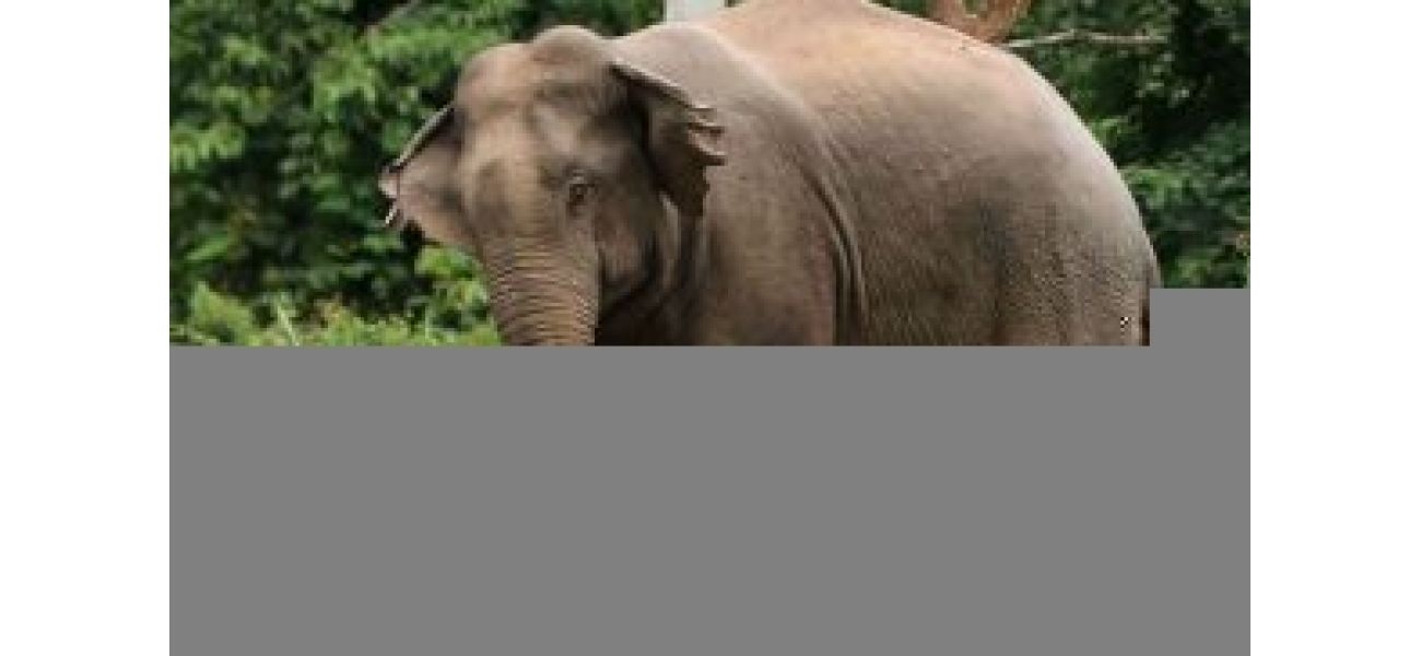 Elderly man killed by elephant