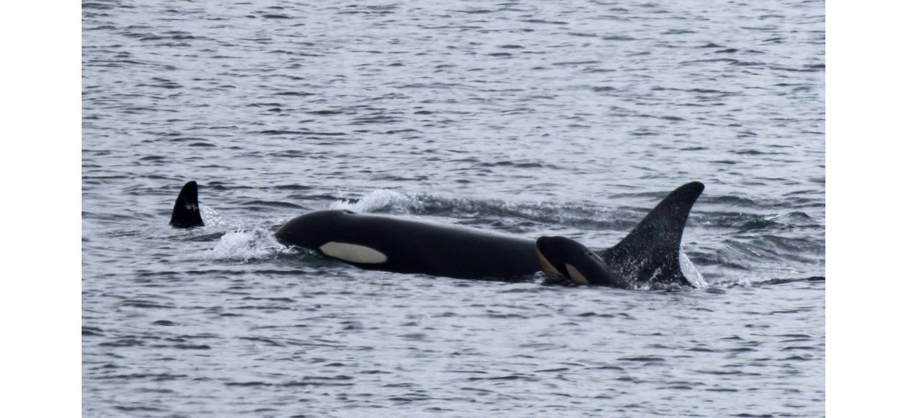 Orca mourned her calf for 17 days before welcoming a new baby.