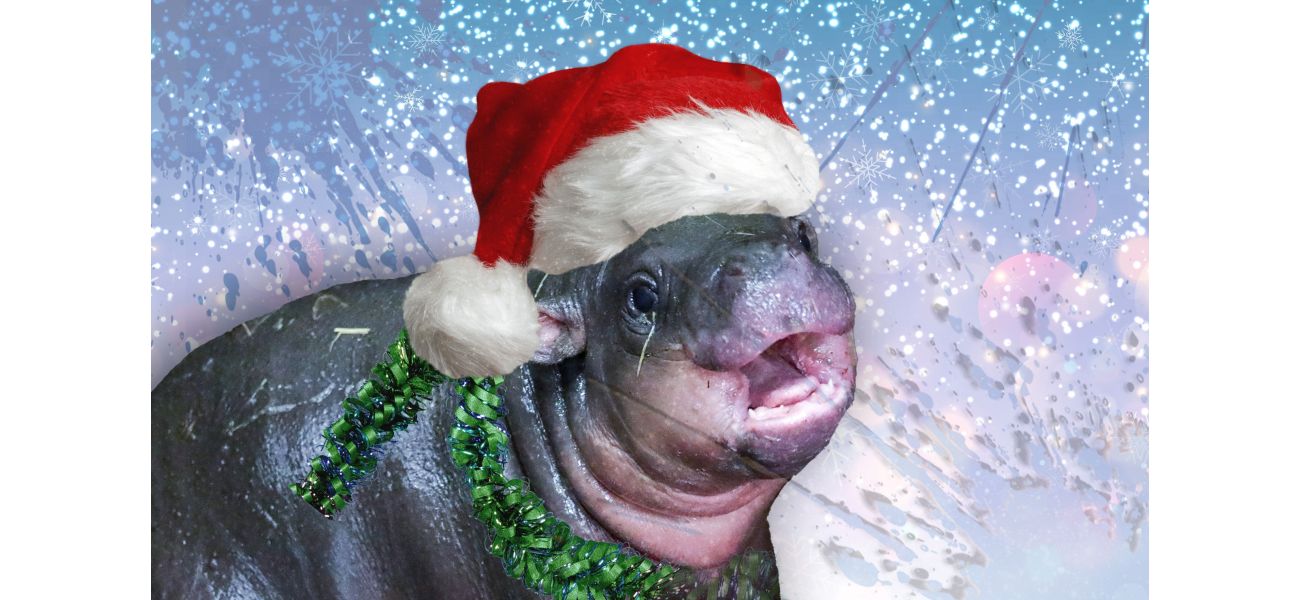 Edinburgh Zoo's rare hippo is enjoying her first Christmas with her spirited nature.