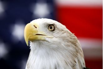 After 240 years, the bald eagle is now the official bird of the US.