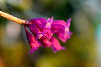 Pause and enjoy the scent of orchids: Denver Botanic Gardens to showcase hundreds of blooming flowers this January.