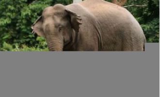 Elderly man killed by elephant