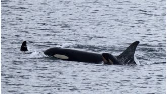 Orca mourned her calf for 17 days before welcoming a new baby.
