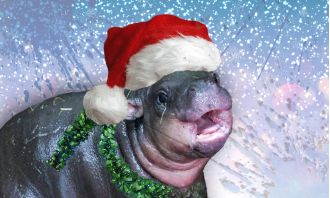 Edinburgh Zoo's rare hippo is enjoying her first Christmas with her spirited nature.
