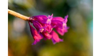 Pause and enjoy the scent of orchids: Denver Botanic Gardens to showcase hundreds of blooming flowers this January.