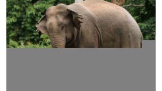 Elderly man killed by elephant
