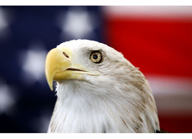 After 240 years, the bald eagle is now the official bird of the US.