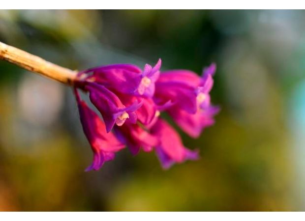 Pause and enjoy the scent of orchids: Denver Botanic Gardens to showcase hundreds of blooming flowers this January.