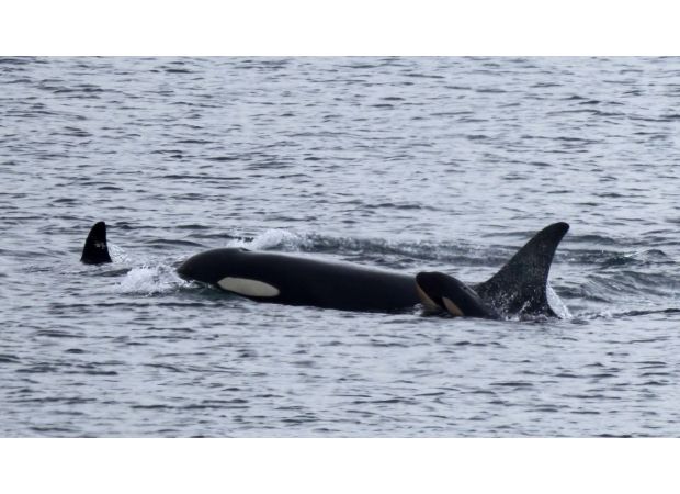 Orca mourned her calf for 17 days before welcoming a new baby.